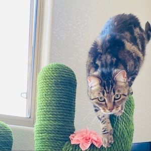 Meet your Posher, Lele